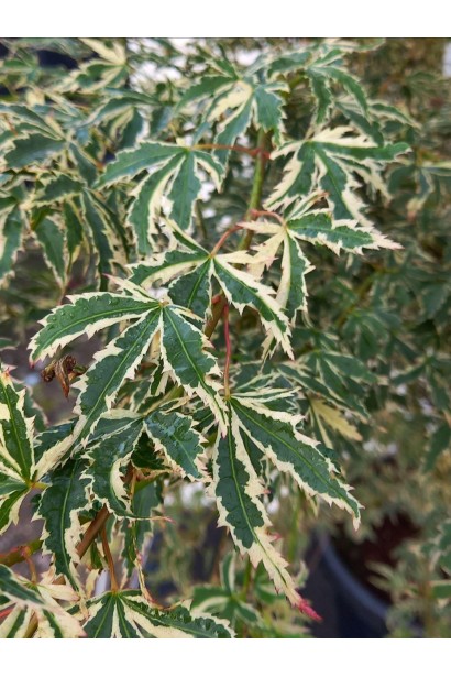 Клен японський Баттерфляй у дорослому віці 